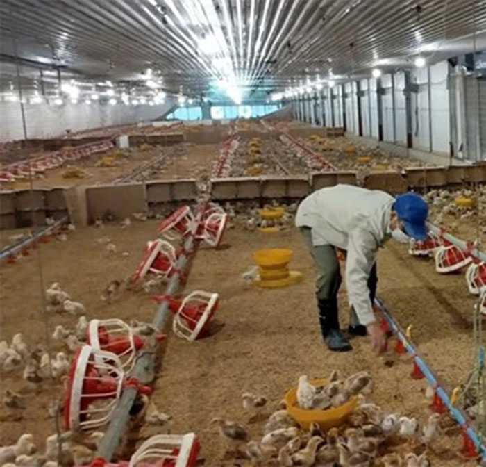 Chăn nuôi bền vững và thông minh: Chọn mô hình nào? 5 Hệ thống cho ăn tự động giúp trang trại gà giảm chi phí lao động, tăng hiệu quả kinh tế.