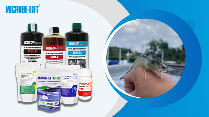 Vì sao tôm chậm lớn sau một tháng nuôi dù đã chọn giống tốt? 5 Sử dụng men vi sinh định kỳ trong ao nuôi giúp tôm tăng trường tốt.