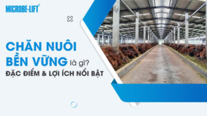 Chăn nuôi bền vững là gì? Đặc điểm và lợi ích nổi bật