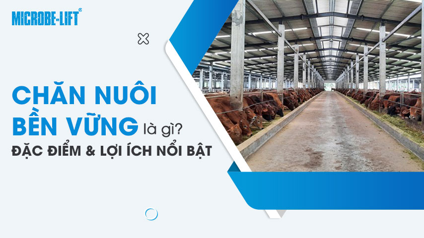 Chăn nuôi bền vững là gì? Đặc điểm và lợi ích nổi bật 1 Chăn nuôi bền vững là gì? Đặc điểm và lợi ích nổi bật