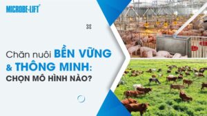 Chăn nuôi bền vững và thông minh: Chọn mô hình nào?