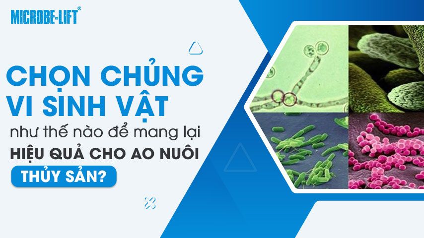 Chọn chủng vi sinh vật như thế nào để mang lại hiệu quả cho ao nuôi thủy sản?