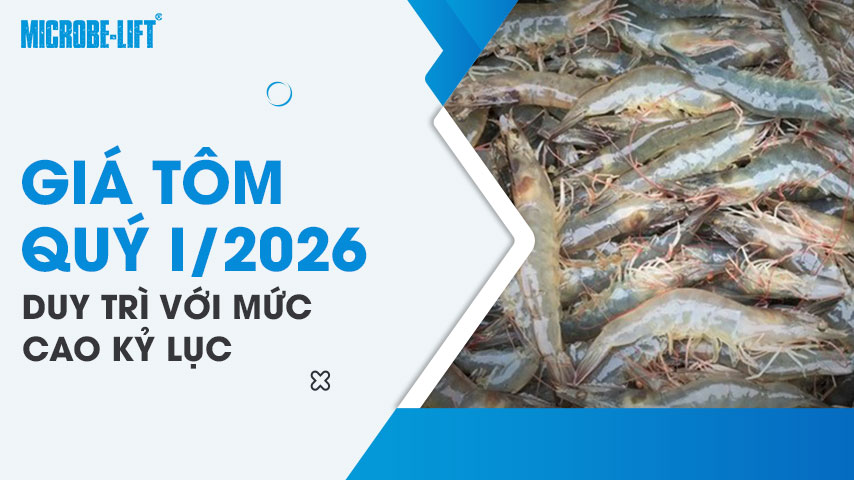 Giá tôm quý I/2026 duy trì với mức cao kỷ lục