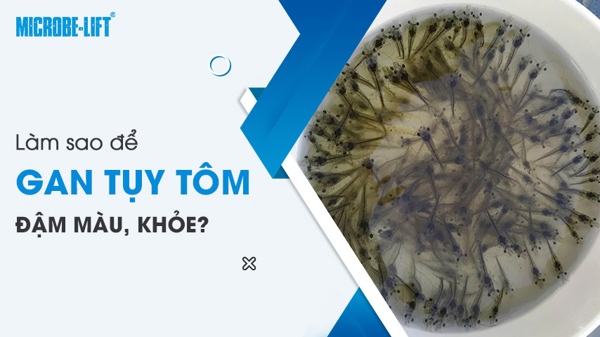 Làm sao để gan tụy tôm đậm màu, khỏe? 1 Làm sao để gan tụy tôm đậm màu, khỏe?