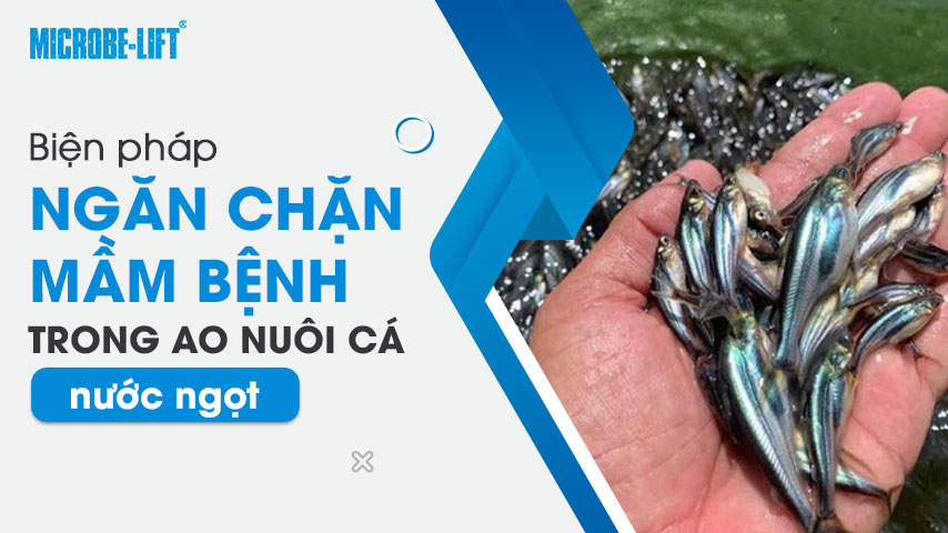 Biện pháp ngăn chặn mầm bệnh trong ao nuôi cá nước ngọt 1 Biện pháp ngăn chặn mầm bệnh trong ao nuôi cá nước ngọt