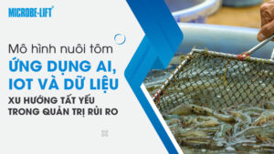 Mô hình nuôi tôm ứng dụng AI, IoT và dữ liệu: Xu hướng tất yếu trong quản trị rủi ro