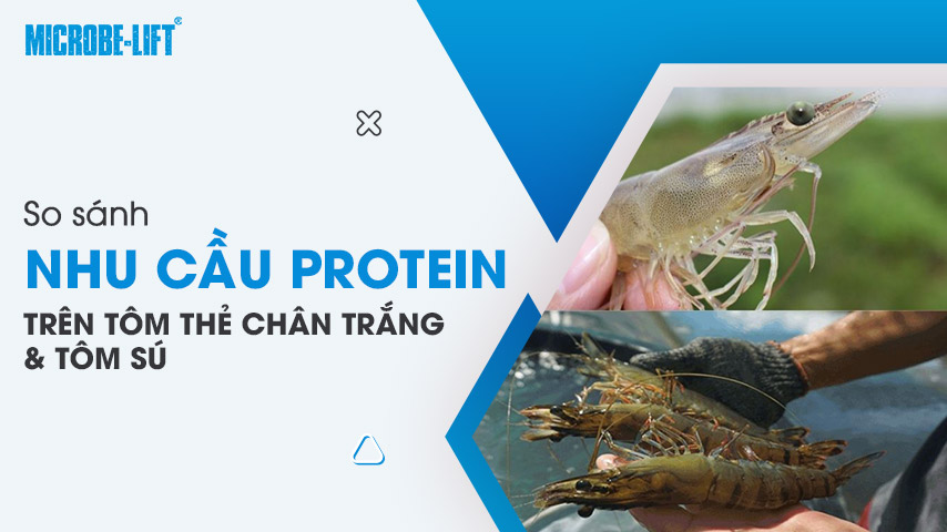 So sánh nhu cầu Protein trên tôm thẻ chân trắng và tôm sú 1 So sánh nhu cầu Protein trên tôm thẻ chân trắng và tôm sú