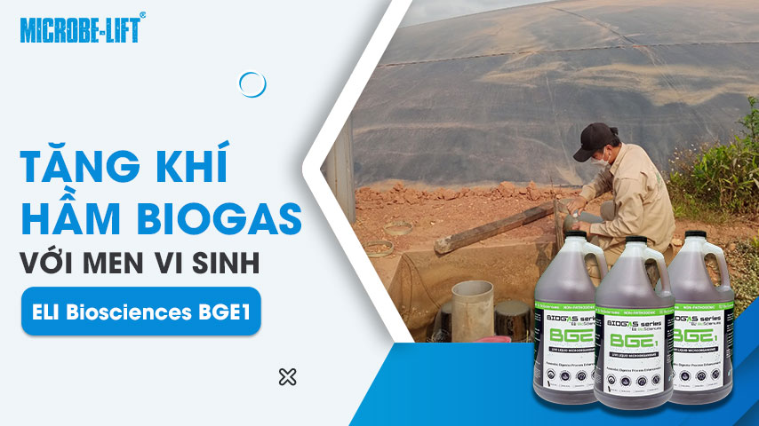 Tăng khí hầm Biogas với men vi sinh ELI Biosciences BGE1