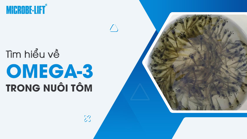 Tìm hiểu về Omega-3 trong nuôi tôm