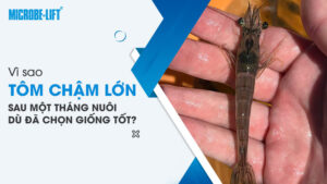 Vì sao tôm chậm lớn sau một tháng nuôi dù đã chọn giống tốt?