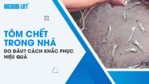 Tôm chết trong nhá do đâu? Cách khắc phục hiệu quả