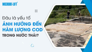 Đâu là yếu tố ảnh hưởng đến hàm lượng COD trong nước thải?