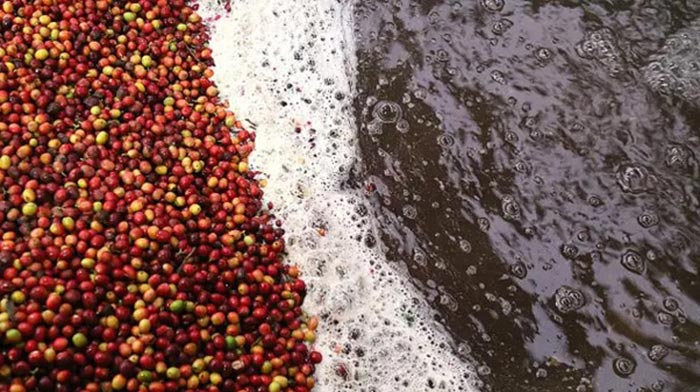 Quy trình xử lý nước thải chế biến cà phê 2 Nước thải chế biến cà phê có đặc tính ô nhiễm cao.