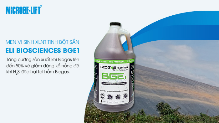 Hướng dẫn sử dụng vi sinh xử lý nước thải tinh bột sắn đúng cách 3 Eli Biosciences BGE1 chứa nhiều loại vi sinh kỵ khí.