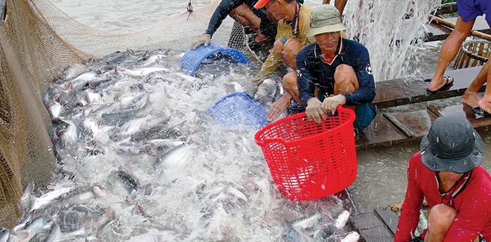 Dự đoán tình hình nuôi trồng thủy sản quý III/2026 5 Dự đoán tình hình nuôi trồng quý III ngành cá tra, cần nâng cao tiêu chuẩn sản xuất.