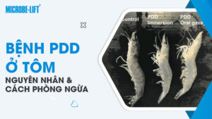 Nguyên nhân gây bệnh PDD ở tôm và cách phòng ngừa