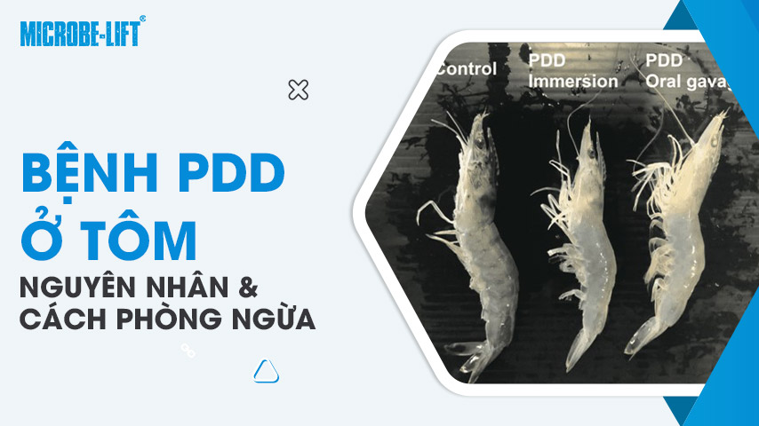 Nguyên nhân gây bệnh PDD ở tôm và cách phòng ngừa