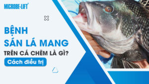 Bệnh sán lá mang trên cá chẽm là gì? Cách điều trị