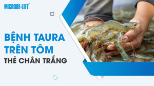Bệnh Taura trên tôm thẻ chân trắng: Nguyên nhân, dấu hiệu và biện pháp phòng ngừa