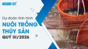 Dự đoán tình hình nuôi trồng thủy sản quý III/2026