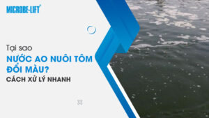 Tại sao nước ao nuôi tôm đổi màu? Cách xử lý nhanh
