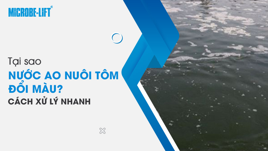 Tại sao nước ao nuôi tôm đổi màu? Cách xử lý nhanh