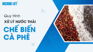 Quy trình xử lý nước thải chế biến cà phê