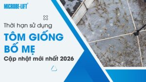 Thời hạn sử dụng tôm giống bố mẹ: Cập nhật mới nhất 2026