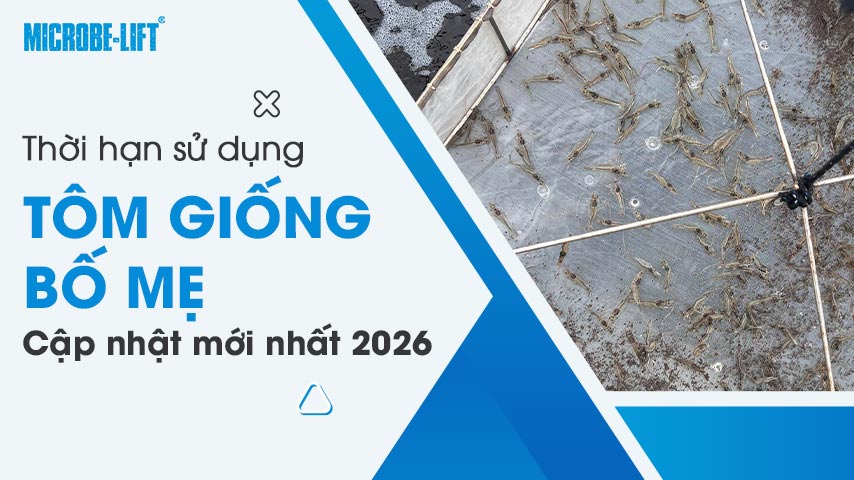 Thời hạn sử dụng tôm giống bố mẹ: Cập nhật mới nhất 2026
