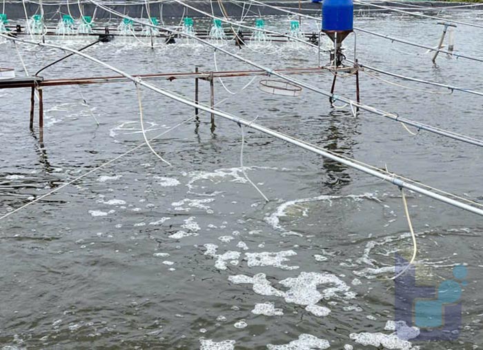 Tôm lên màu đẹp nhờ điều chỉnh môi trường ao nuôi đúng cách 3 Nước ao màu tảo khuê (màu trà) giúp màu sắc tôm đẹp hơn, được ưa chuộng hơn.