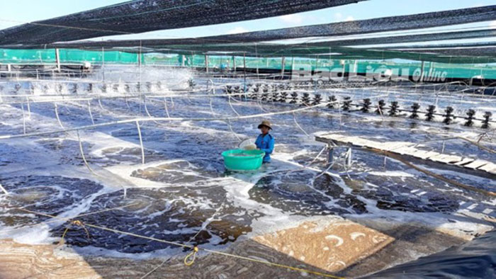 Mật độ thả tôm thích hợp theo từng mô hình nuôi hiện nay 3 Mật độ thả tôm theo mô hình thâm canh dao động từ 20-150 con/m2.
