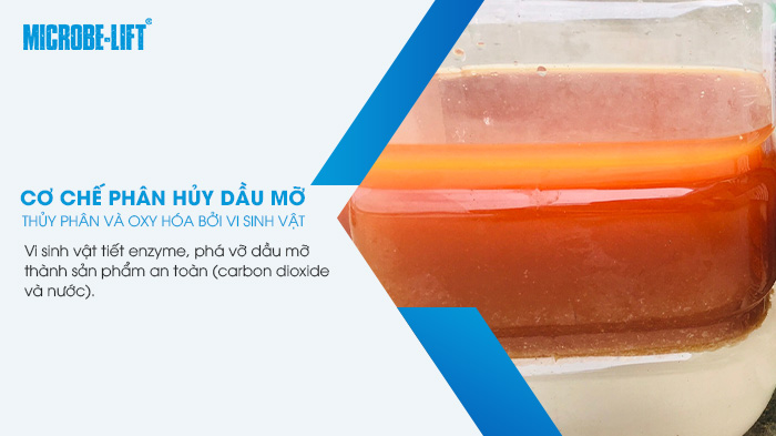 Sử dụng vi sinh để thay thế hóa chất trong xử lý dầu mỡ 3 Cơ chế phân hủy dầu mỡ của vi sinh - thủy phân và oxy hóa.