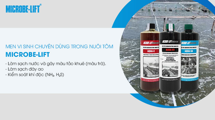 Tôm lên màu đẹp nhờ điều chỉnh môi trường ao nuôi đúng cách 4 Top men vi sinh Microbe-Lift chuyên dùng trong nuôi tôm.