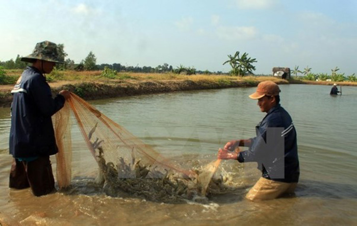 Mật độ thả tôm thích hợp theo từng mô hình nuôi hiện nay 6 Mật độ thả tôm theo mô hình nuôi sinh thái dao động từ 1-3 con/m2.