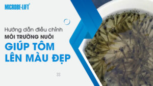 Hướng dẫn điều chỉnh môi trường nuôi giúp tôm lên màu đẹp