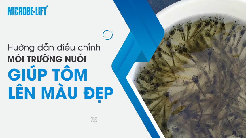 Tôm lên màu đẹp nhờ điều chỉnh môi trường ao nuôi đúng cách 1 Hướng dẫn điều chỉnh môi trường nuôi giúp tôm lên màu đẹp
