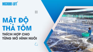 Mật độ thả tôm thích hợp theo từng mô hình nuôi hiện nay