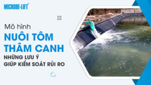 Mô hình nuôi tôm thâm canh: Những lưu ý giúp kiểm soát rủi ro