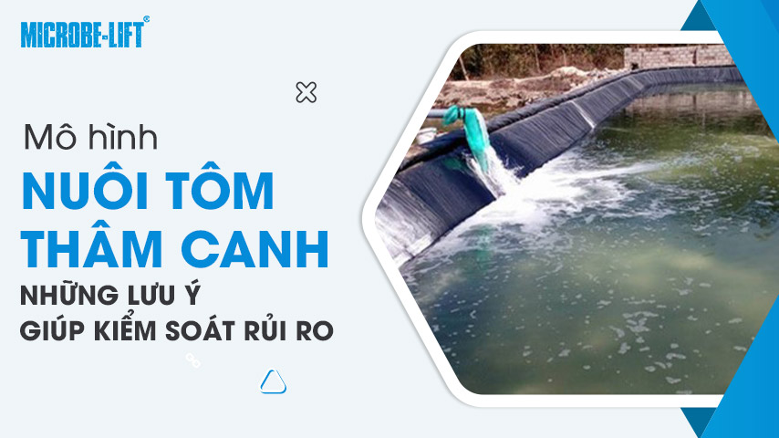 Mô hình nuôi tôm thâm canh: Những lưu ý giúp kiểm soát rủi ro