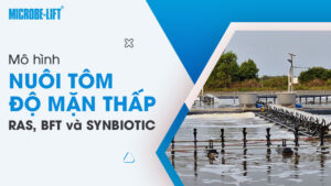 Mô hình nuôi tôm độ mặn thấp: RAS, BFT và SYNBIOTIC