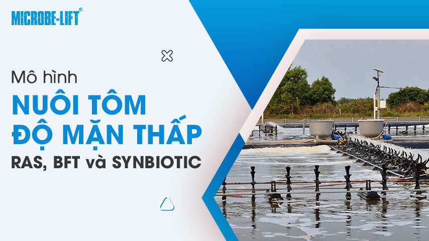 So sánh 3 mô hình nuôi tôm độ mặn thấp: RAS, BFT và SYNBIOTIC. Nên chọn mô hình nào? 1 Mô hình nuôi tôm độ mặn thấp: RAS, BFT và SYNBIOTIC