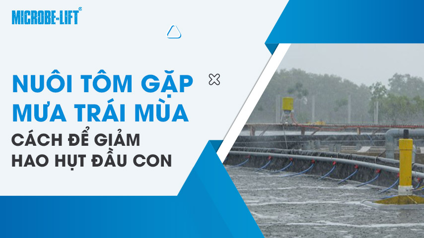 Làm thế nào để hạn chế hao hụt đầu con khi nuôi tôm gặp mưa trái mùa? 1 Làm thế nào để hạn chế hao hụt đầu con khi nuôi tôm gặp mưa trái mùa?