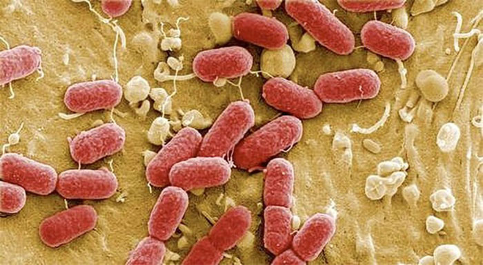 Fecal Coliform là chỉ số sinh học quan trọng đánh giá mức độ ô nhiễm vi sinh trong nước.