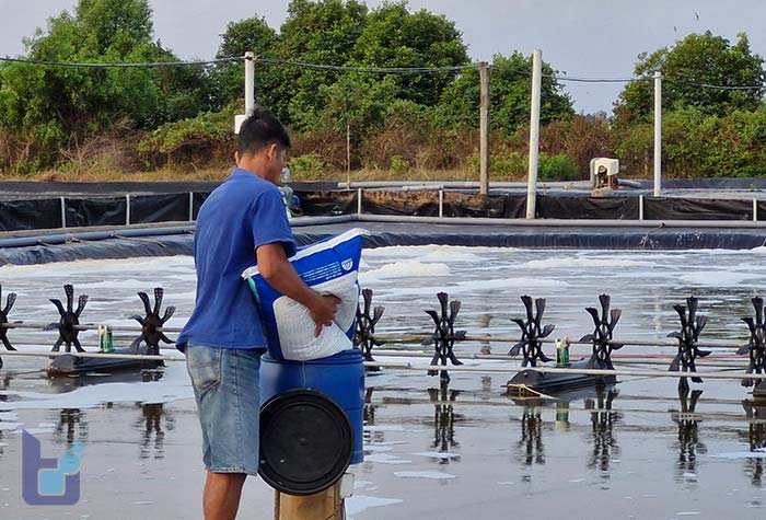 Khoáng trộn và khoáng tạt khác nhau như thế nào? Chọn loại nào để tối ưu hiệu quả nuôi? 3 Bổ sung khoáng vào thức ăn.