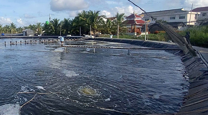 Nuôi tôm trái mùa (vụ nghịch) là gì? Cơ hội, rủi ro và điều kiện để thực hiện thành công 3 Nuôi tôm trái mùa vẫn được nhiều bà con lựa chọn.