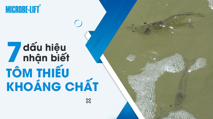 7 dấu hiệu nhận biết tôm thiếu khoáng chất 1 7 dấu hiệu nhận biết tôm thiếu khoáng chất