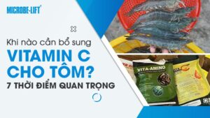 Khi nào cần bổ sung vitamin C cho tôm? 7 thời điểm quan trọng