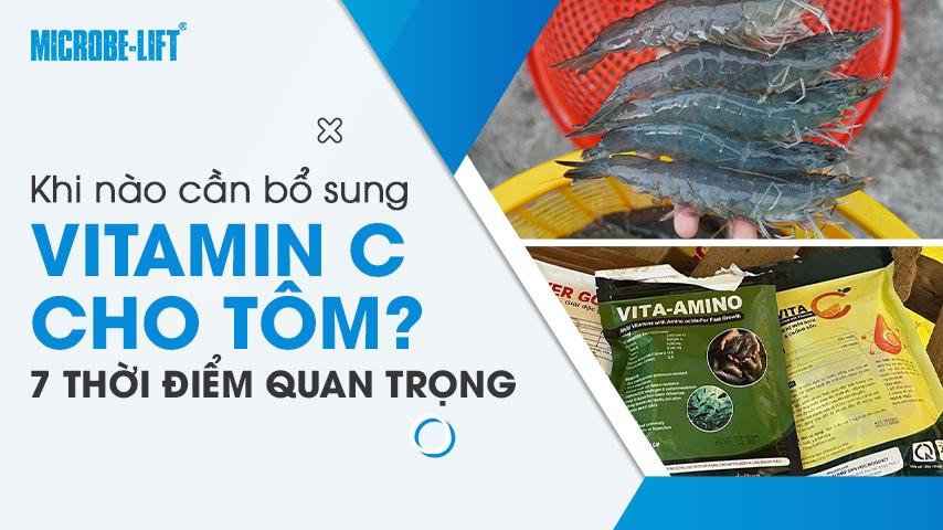 Khi nào cần bổ sung vitamin C cho tôm? 7 thời điểm quan trọng
