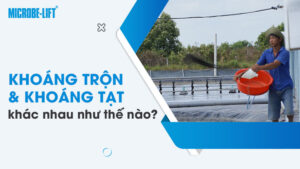 Khoáng trộn và khoáng tạt khác nhau như thế nào? Chọn loại nào để tối ưu hiệu quả nuôi?