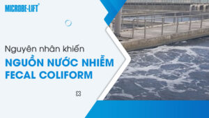 Nguyên nhân khiến nguồn nước nhiễm Fecal Coliform